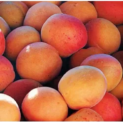 Abrikosas - Prunus armeniaca SOLEDANO
