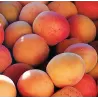 Apricot - Prunus armeniaca SOLEDANE