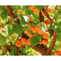 Apricot - Prunus armeniaca SOLEDANE