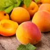 Apricot - Prunus armeniaca SIRENA