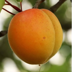 Abrikosas - Prunus armeniaca SIRENA