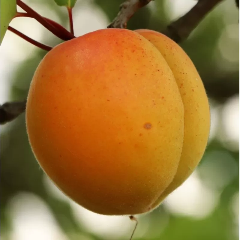 Apricot - Prunus armeniaca SIRENA