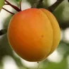 Abrikosas - Prunus armeniaca SIRENA