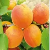 Apricot - Prunus armeniaca SIRENA