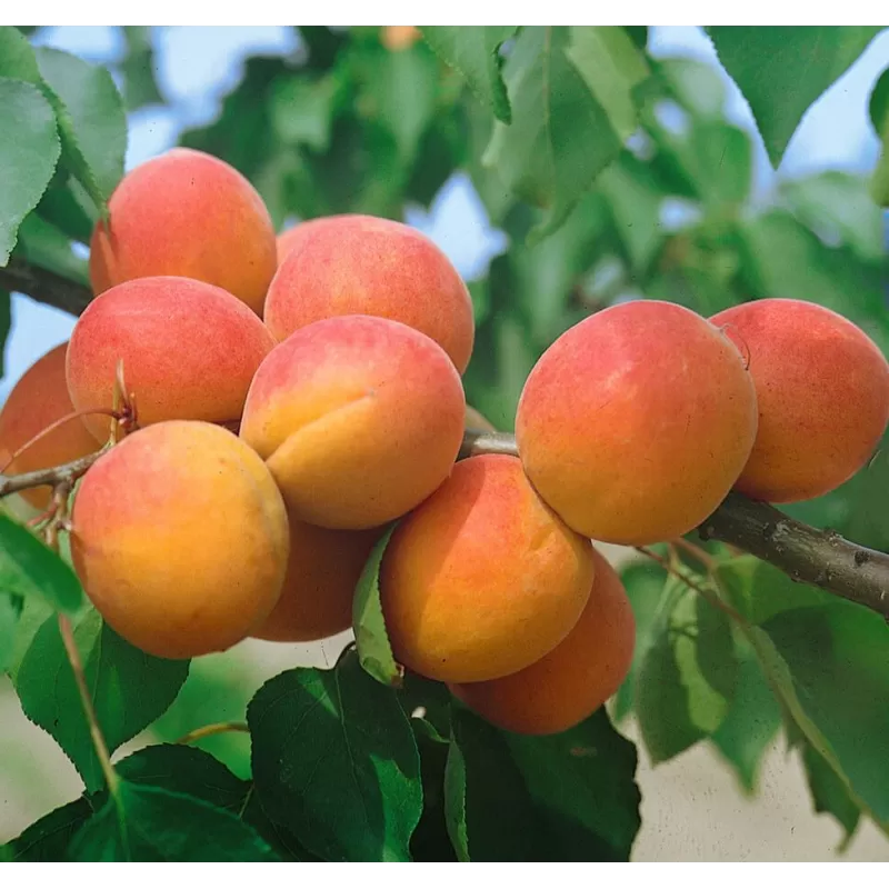 Abrikosas - Prunus armeniaca HARCOT