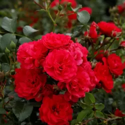 Rožė - Rosa GARTNERFREUDE / TOSCANA®