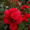 Rosa TOSCANA® / GARTNERFREUDE®