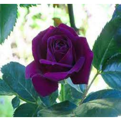 Rožė - Rosa ROYAL PURPLE