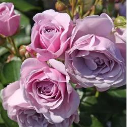 Rožė - Rosa NAUTICA