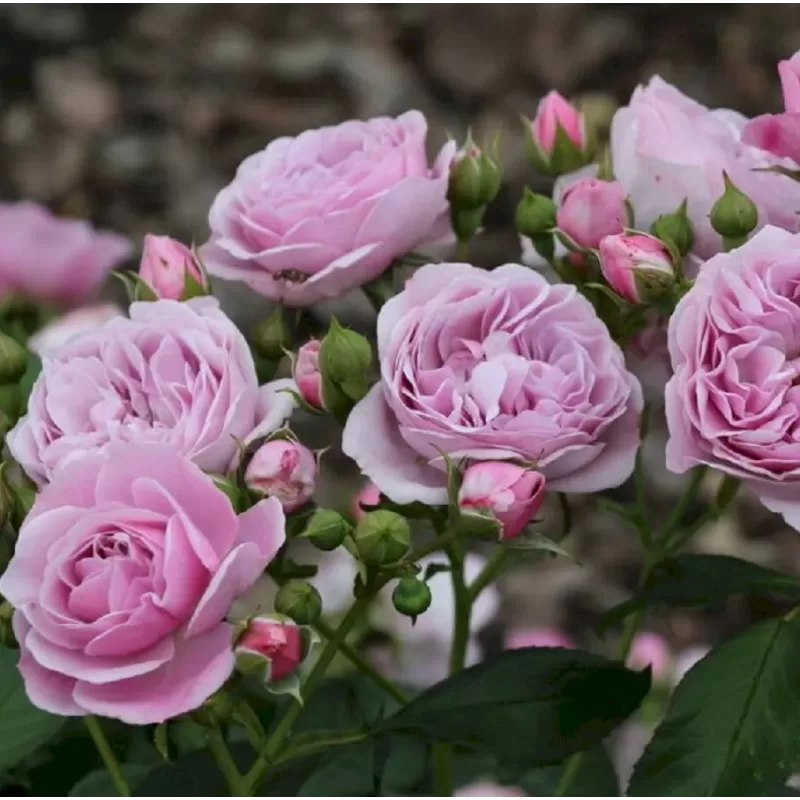 Rožė - Rosa NAUTICA