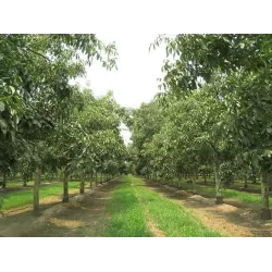 Juglans regia CHANDLER