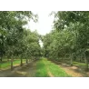 Graikinis riešutmedis - Juglans regia CHANDLER