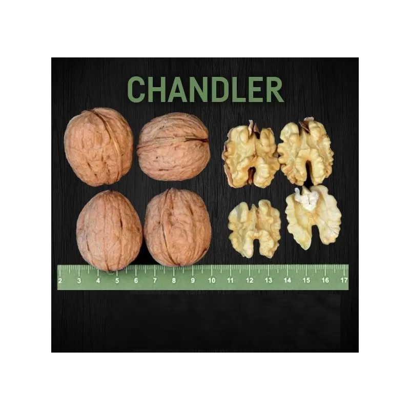 Graikinis riešutmedis - Juglans regia CHANDLER