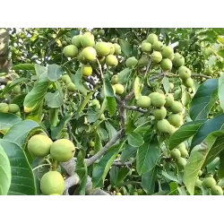 Graikinis riešutmedis - Juglans regia CHANDLER