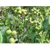 Graikinis riešutmedis - Juglans regia CHANDLER