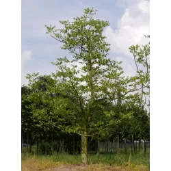 Graikinis riešutmedis - Juglans regia LARA