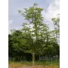 Juglans regia LARA