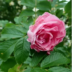 Rožė - Rosa Zwerg (ADMIRATION, DWARF PAVEMENT, Handwar)