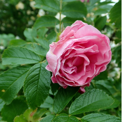Rožė - Rosa POLARSONNE