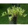 Prunus pumila depressa