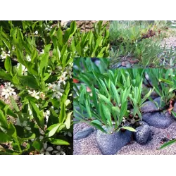 Žemoji vyšnia - Prunus pumila depressa