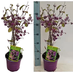Vaisuolė - Callicarpa bodinieri PROFUSION