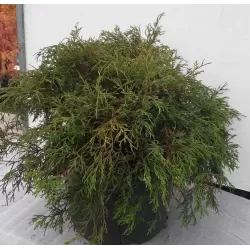 Puskiparisis - Chamaecyparis pisifera filifera AUREA NANA