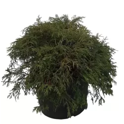 Puskiparisis - Chamaecyparis pisifera filifera AUREA NANA