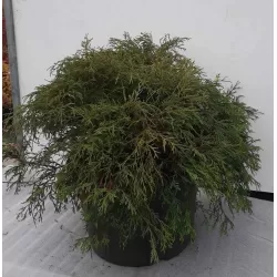 Puskiparisis - Chamaecyparis pisifera filifera AUREA NANA