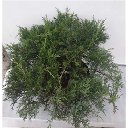 Kazokinis kadagys - Juniperus sabina TAMARISCIFOLIA