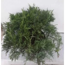 Kazokinis kadagys - Juniperus sabina TAMARISCIFOLIA