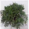 Kazokinis kadagys - Juniperus sabina TAMARISCIFOLIA