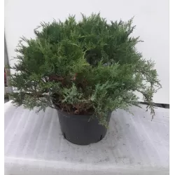 copy of Kazokinis kadagys - Juniperus sabina Tamariscifolia C7,5-C35 40CM W70 (gyva foto)