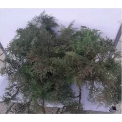 copy of Paprastoji potujė (kryžmiškoji mikrobiota) - Microbiota decussata P31C25 40CM W90-110CM (gyva foto)