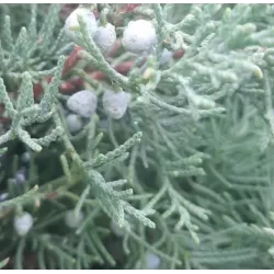 Virgininis kadagys - Juniperus chinensis (virginiana) GREY OWL