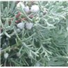copy of Virgininis kadagys - Juniperus chinensis (virginiana) Grey Owl formuotas P29C10 60CM W105CM