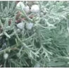 Virgininis kadagys - Juniperus chinensis (virginiana) GREY OWL