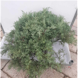 Virgininis kadagys - Juniperus chinensis (virginiana) GREY OWL