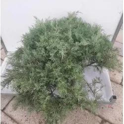 Virgininis kadagys - Juniperus chinensis (virginiana) GREY OWL