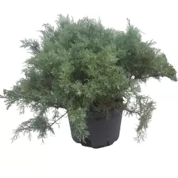 Virgininis kadagys - Juniperus chinensis (virginiana) GREY OWL