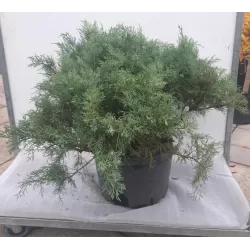 Virgininis kadagys - Juniperus chinensis (virginiana) GREY OWL