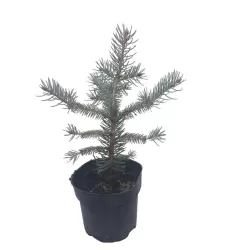 copy of Dygioji eglė - Picea pungens FAT ALBERT c1.5