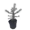 copy of Dygioji eglė - Picea pungens FAT ALBERT c1.5
