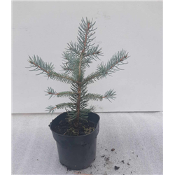 Dygioji eglė - Picea pungens FAT ALBERT