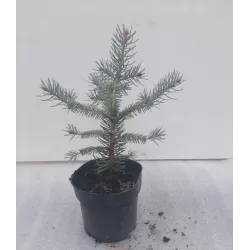 copy of Dygioji eglė - Picea pungens FAT ALBERT c1.5