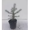 copy of Dygioji eglė - Picea pungens FAT ALBERT c1.5