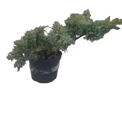 copy of Juniperus squamata Meyeri 3 METAI 0/1/2 C1 5- 20 x 25 pristatymas nuo gegužės pab.