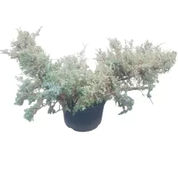 Žvynuotasis kadagys Holger - Juniperus squamata HOLGER