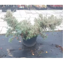 Žvynuotasis kadagys Holger - Juniperus squamata 'Holger' P15C2 55CM gyva foto 2021-10-22