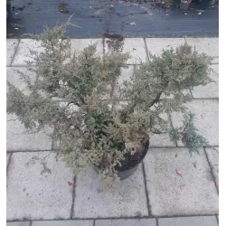 Žvynuotasis kadagys Holger - Juniperus squamata 'Holger' P15C2 55CM gyva foto 2021-10-22